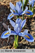 Iris reticulata Alida