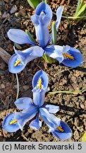 Iris reticulata Alida