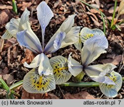 Iridodictyum Katherine Hodkin