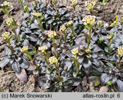 Arabis ×suendermannii (gęsiówka Sündermanna)