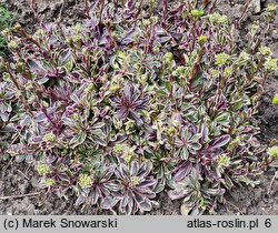 Arabis ferdinandi-coburgi Variegata