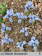 Iris reticulata Alida