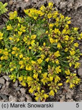 Draba aizoides (głodek mrzygłód)