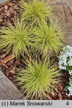 Festuca glauca (kostrzewa sina)