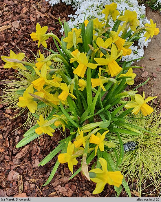 Narcissus Tete-a-Tete