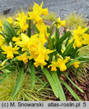 Narcissus Tete-a-Tete