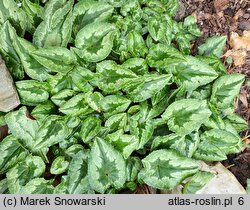 Cyclamen hederifolium (cyklamen bluszczolistny)