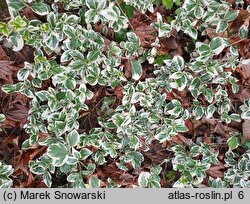 Euonymus fortunei Silver Queen