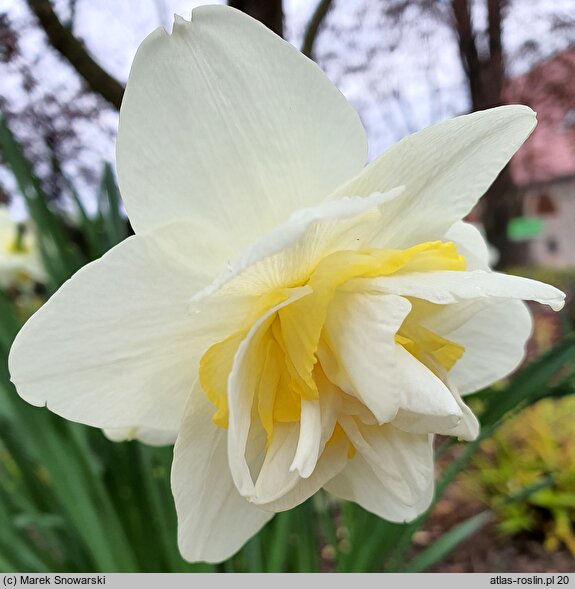 Narcissus White Lion