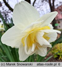 Narcissus White Lion