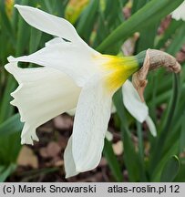 Narcissus Mount Hood