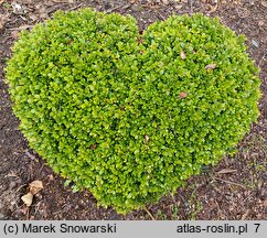 Buxus microphylla Morris Midget