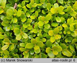 Buxus microphylla Morris Midget