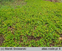 Waldsteinia geoides (pragnia kuklikowata)