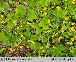 Waldsteinia geoides (pragnia kuklikowata)