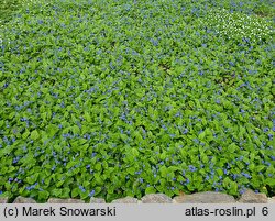 Omphalodes verna (ułudka wiosenna)