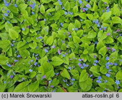 Omphalodes verna (ułudka wiosenna)