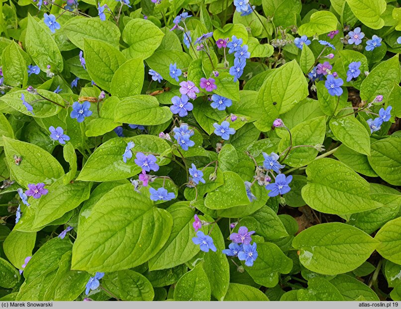 Omphalodes verna (ułudka wiosenna)