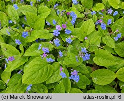 Omphalodes verna (ułudka wiosenna)