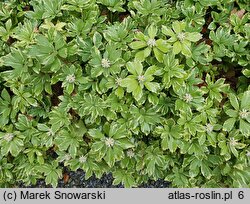 Pachysandra terminalis (runianka japońska)