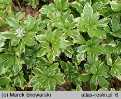 Pachysandra terminalis (runianka japońska)