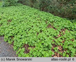 Geranium macrorrhizum (bodziszek korzeniasty)