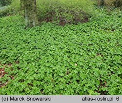 Geranium macrorrhizum (bodziszek korzeniasty)