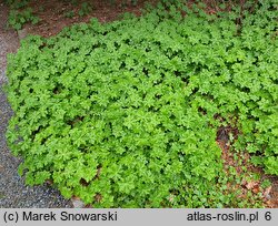 Geranium ×magnificum (bodziszek wspaniały)