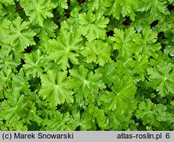 Geranium ×magnificum (bodziszek wspaniały)