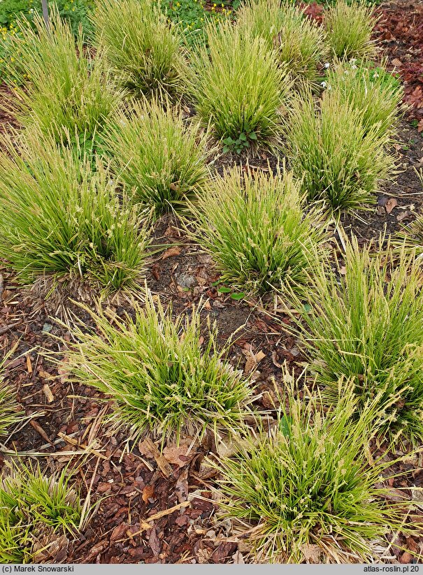 Carex dolichostachya (turzyca długokłosowa)