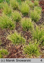 Carex dolichostachya (turzyca długokłosowa)