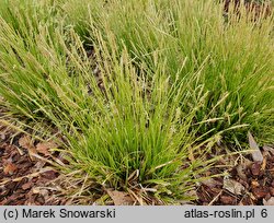 Carex dolichostachya (turzyca długokłosowa)