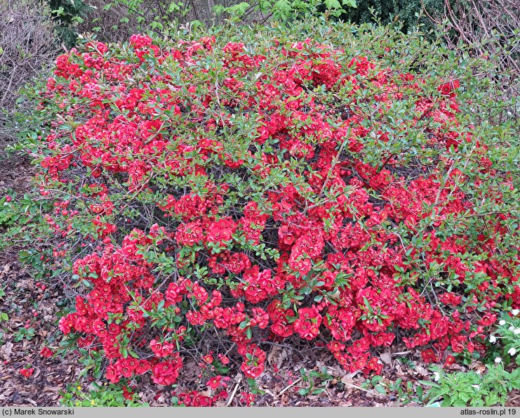 Chaenomeles ×superba Hollandia