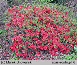 Chaenomeles ×superba Hollandia