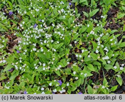 Omphalodes verna (ułudka wiosenna)