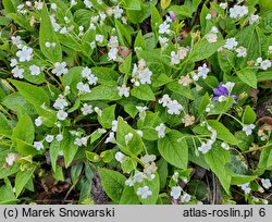 Omphalodes verna (ułudka wiosenna)