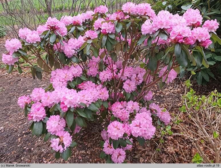 Rhododendron Winterpurpur