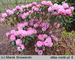 Rhododendron Winterpurpur