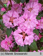 Rhododendron Winterpurpur