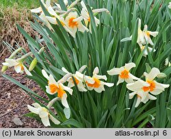 Narcissus Parisienne