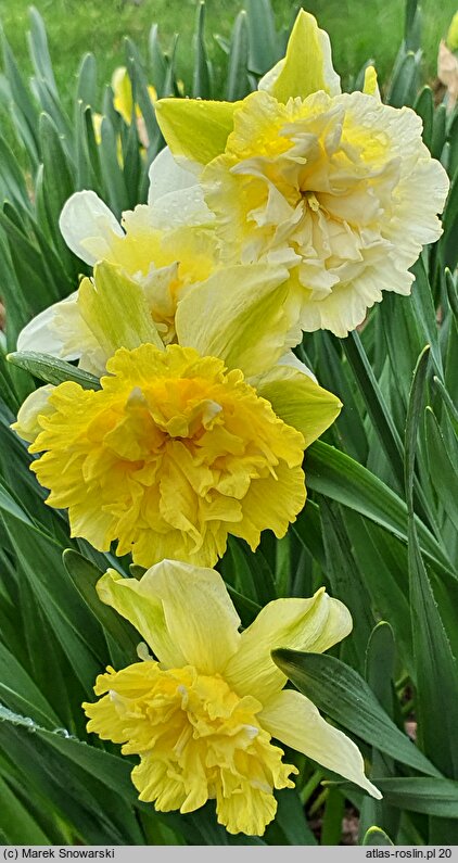 Narcissus Pink Valentine