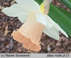 Narcissus Pink Silk