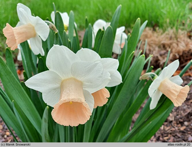 Narcissus Pink Silk