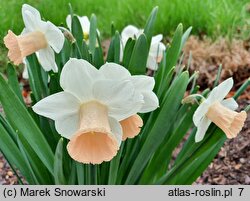 Narcissus Pink Silk