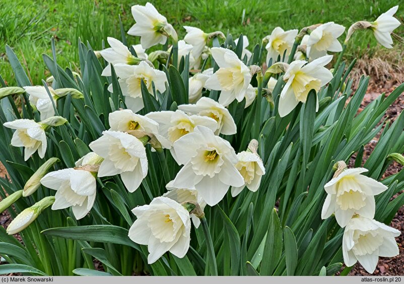 Narcissus Crystal Blanc