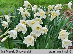 Narcissus Crystal Blanc