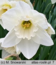 Narcissus Crystal Blanc