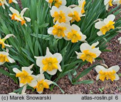 Narcissus Pick Up