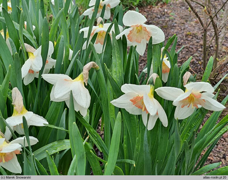 Narcissus Pink Glacier