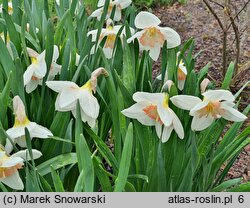 Narcissus Pink Glacier